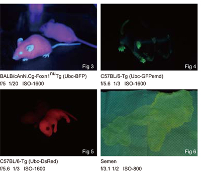 Development of a Device for Fluorescent Protein Imaging and Screening